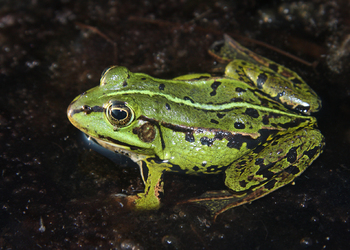 Wasserfrösche (Pelophylax kl. esculentus) - © Gernot Kunz